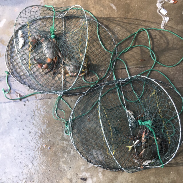 1pcs พับหล่อ Dip Cage Trap สุทธิ Bubu Ketam Bento Ketam Puncak Pulis โภชนาการที่มีประโยชน์สําหรับจับปู