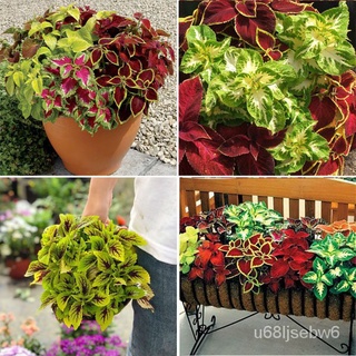 ถูก ใหม่ สายพันธุ์บอนสี 100 เมล็ด เมล็ดพันธุ์ Mix Color Coleus Seeds บอนสีหายาก ต้นไม้มงคล ต้นไม้ฟอกอากาศ เมล็ดดอกไม้ BR