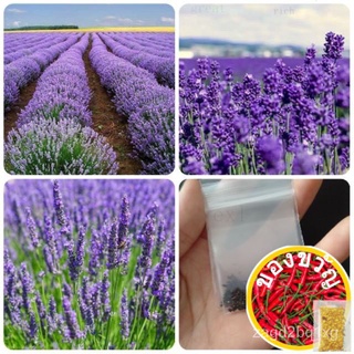 เมล็ด คุณภาพดี ราคาถูก ของแท้ 100% เมล็ดพันธุ์ลาเวนเดอร์ Lavender 200 เมล็ด เมล็ดดอกไม้สวย ต้นไม้มงคล ต้นไม้ประดับ พันธุ