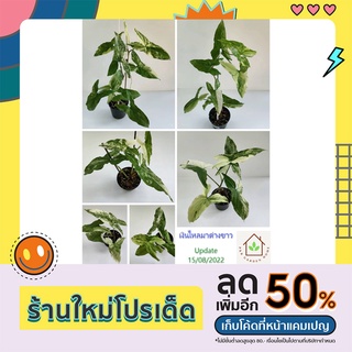 เงินไหลมาด่างขาว (Syngonium Podophyllum Albo Variegated)