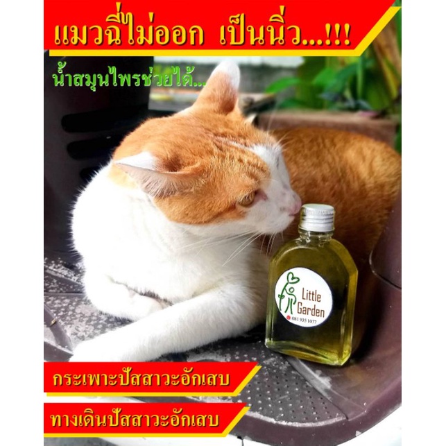 60 อาหารเสริมแมว