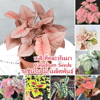 บอนสี 100เมล็ด Caladium Seeds Color Mixing Flower Seed เมล็ดบอนสี บอนสีหายาก ต้นไม้บอลสี ต้นไม้บอลสี พันธุ์ไม้หายาก