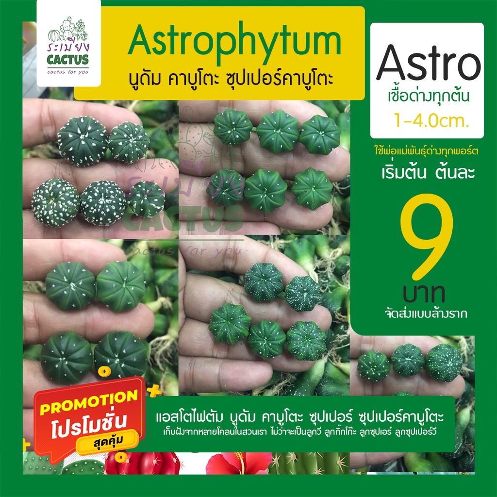 จัดโปร.🌵แอสโตร 9บาท แอสโตรไฟตัม Astrophytum กระบองเพชร แคคตัส ไม้อวบน้ำ ไม้สวยคัดทุกต้น