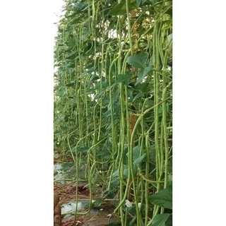 ถั่วฝักยาวพิจิตร3 500กรัม ทนไวรัส