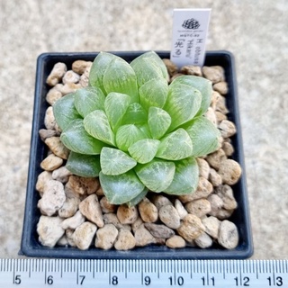 พร้อมส่ง!!ฮาโวเทีย Haworthia obtusa Hikaru  จัดส่งแบบล้างราก