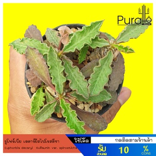 ต้นยูโฟร์เบียเดคาร์ยีสไปโรสตีชา ไดโนเสาร์ Euphorbia decaryi Guillaumin var. spirosticha #Euphorbia