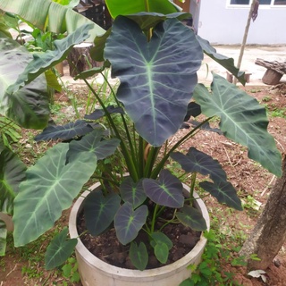 Colocasia Coal miner