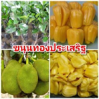 ขนุนทองประเสริฐ เนื้อหนา เนื้อเยอะ หวานหอม ต้นพันธุ์ทาบกิ่งสูง 40-50 ซม.แข็งแรงพร้อมปลูก