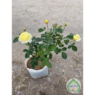 F556 กุหลาบเหลืองเฉลิมพระเกียรติ ดอกหอมมาก ดอกดก บานเป็นพวง กุหลาบพวง กุหลาบพุ่ม ออกดอกเก่ง