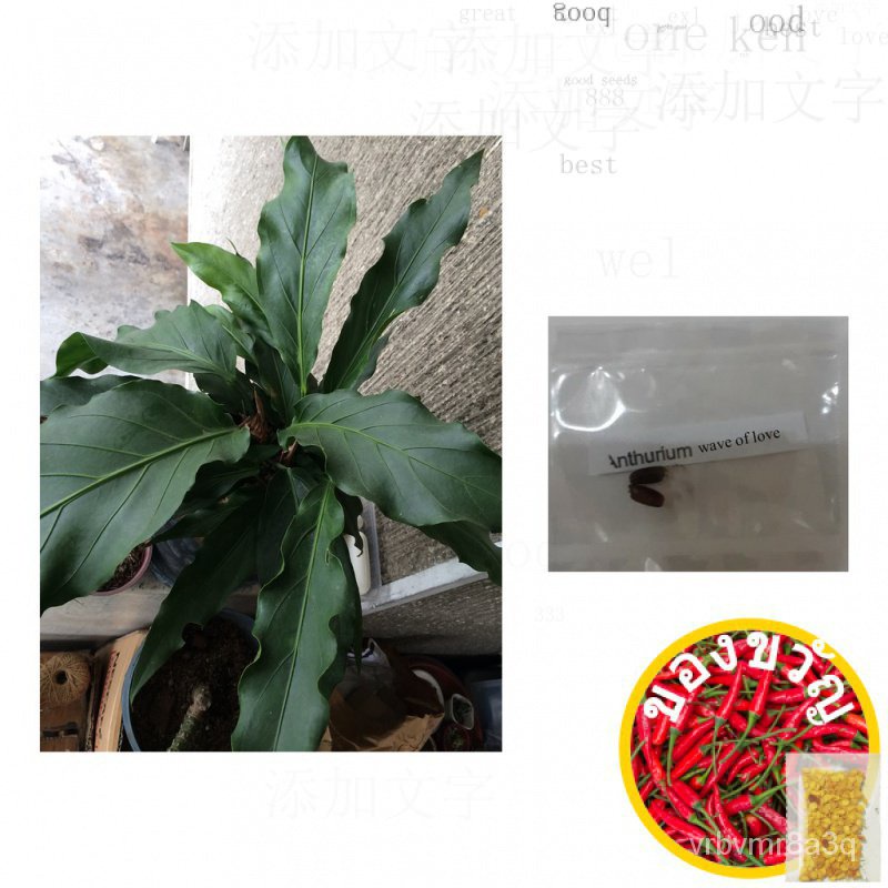 Anthurium love plant plowmaniiเมล็ดกระโปรง/หมวก/เมล็ด/เด็ก/ผักชี/มะละกอ/ดอกทานตะวัน/ดอกไม้/แม่และเด็ก/สร้อยข้อมือ/ 6XPF