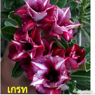 12 เมล็ด เมล็ดพันธุ์ ชวนชม สายพันธุ์ไต้หวัน ดอกสีม่วง Adenium Seeds