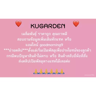 เมล็ดอวบอ้วน100%SORNDAENG  ผักซอง ศรแดง พริกหนุ่มขาว สินทรัพย์ #EW025 เมล็ดพันธุ์ พริก เมล็ดพันธุ์ผัก ผักสวนครัว ผักศรแด