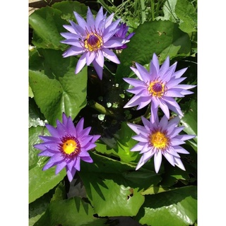 7 เมล็ด เมล็ดบัว สีม่วง ดอกใหญ่ สายพันธุ์เมล็ดบัว ดอกบัว Lotus seeds.