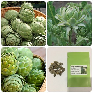 อาร์ติโชค Green Globe Artichoke