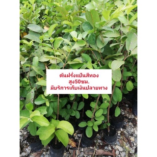 ต้นฝรั่งแป้นสีทอง​ ชุด​ 4 ต้น​ 200​ บาทค่ะ