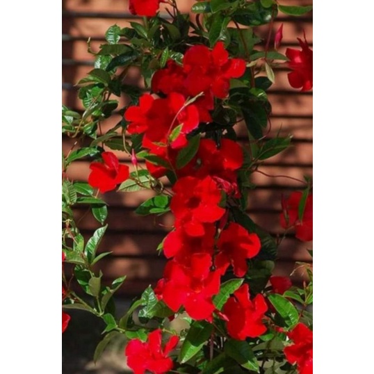 🌺🌺อมรเบิกฟ้า สีแดงสดมาก🌺🌺
