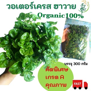 วอเตอร์เครสฮาวาย สด Organic100% 300 กรัม 100กิ่ง++ คัดพิเศษ เกรดA คุณภาพ เก็บสด ไร้สารเคมี  สมุนไพร น้ำคลอโรฟิล