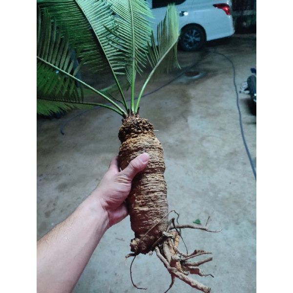 ปรงป่า  Cycas siamensis Miq.