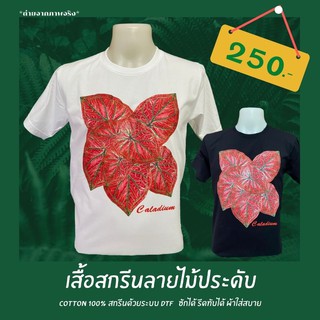 บอนสี Caladium เสื้อยืดลายบอนสี ไม้ประดับ สวยงาม ผ้า Cotton 100% comb No.30 ใส่ได้ทั้งชายหญิง