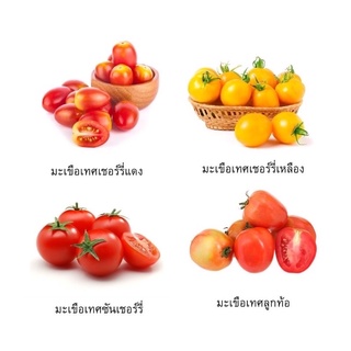 เมล็ดพันธุ์มะเขือเทศ (Tomato)