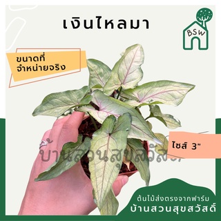 เงินไหลมา ในกระถาง 3 นิ้ว ต้นไม้มงคล มาในกระถางพร้อมตั้ง syngonium