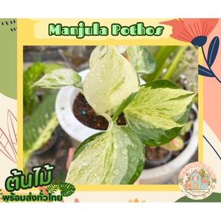 พลูแอปเปิ้ล🪴🍎 (Manjula Pothos)