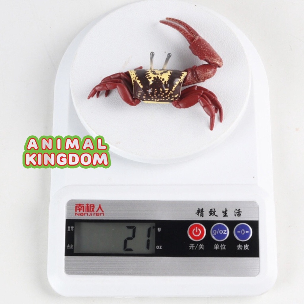 Animal Kingdom โมเดลสัตว์ Crab ปู ก้ามดาบ ลม ขนาด 9.00 CM (จากหาดใหญ่) ราคา ถูกที่สุด ดีลบีเคเค แกลเลอรีภาพที่ 6