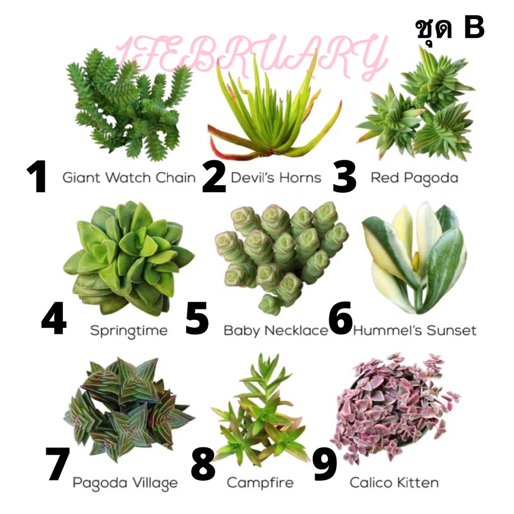เมล็ดพันธ์ุไม้อวบน้ำ Succulents 30 เมล็ด (ชุดB)
