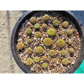 ยิมโนคริส ไม้เมล็ด 1.5-2.5  cm. Cactus แคคตัส กระบองเพชร ไม้อวบน้ำ ไม้กราฟ​