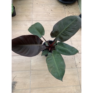 Philodendron Black Cardinal /กุมารดำเรียกทรัพย์