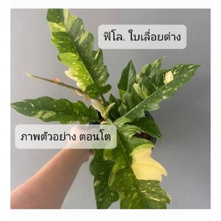 Philodendron Ring Of Fire Var. ฟิโลเดนดรอน ใบเลื่อยด่าง ด่างทุกใบ ไม้อนุบาล เนื้อเยื่อ