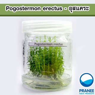 Pogostemon erectus อุสแคระ (เนื้อเยื่อ)