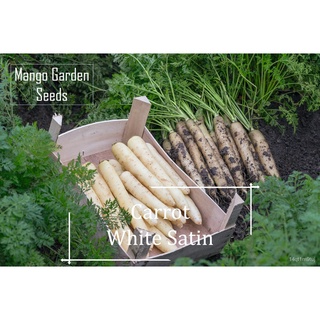 (Its a seed, not a plant!) White Satin Carrot Seeds Pot Friendly* Tanam Pasu, White香菜/木瓜/文胸/花园/内裤/种子/裙子/园艺/向日葵/帽子/ LKOT