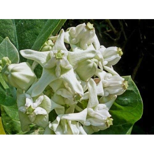 50 เมล็ดดอกรักสีขาว พร้อมปลูก White-Milkweed-Rare-Crown-Flower