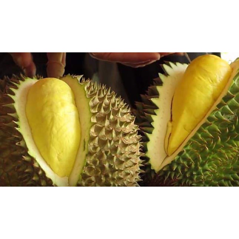 ทุเรียนหมอนทอง. จันทบุรี แก่จัด ตัดใหม่ #กรอบนอกนุ่มใน