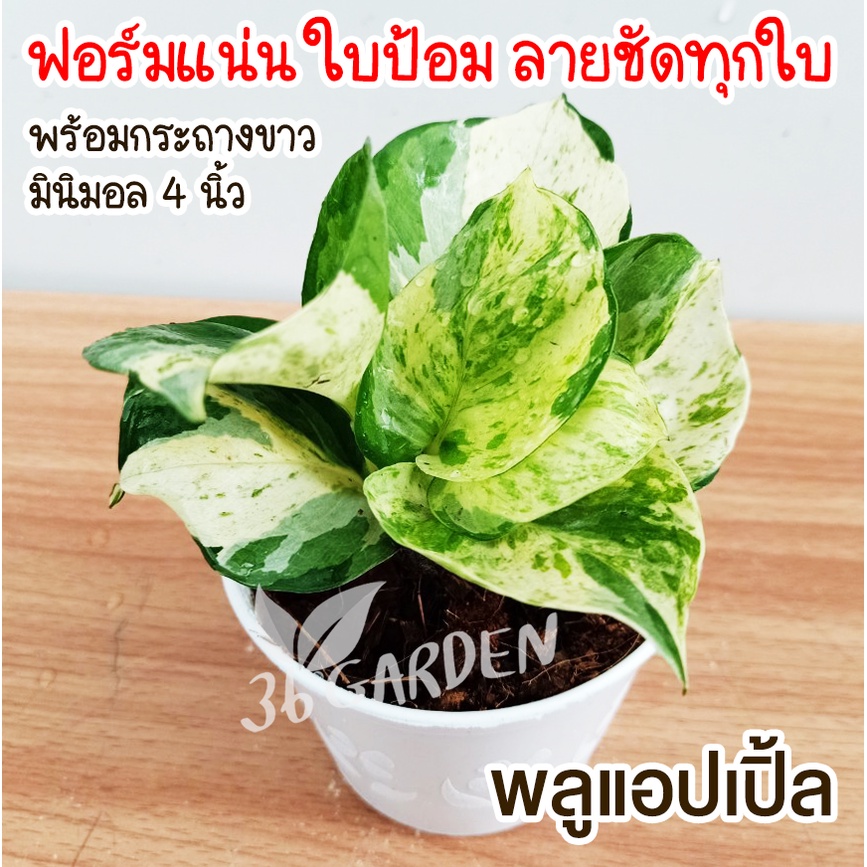 พลูแอปเปิ้ลด่าง (Epipremnum aureum) Manjula pothos ไม้ด่าง ไม้ใบด่าง