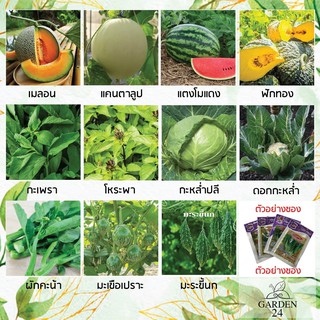 Garden24 จำหน่ายเมล็ดผักสวนครัว ผักสลัด  เมล็ดพันธ์ ดอกไม้ (อัตราการงอก 95%-98%)