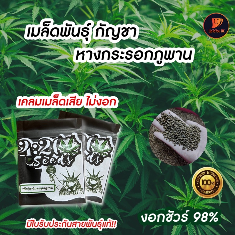 เมล็ดพันธุ์กัญชา เมล็ดละ 1 บาท พันธุ์หางกระรอกไทยภูพาน แท้100% ปลูกง่าย  1ในสายพันธุ์ไทยที่ดีที่สุดใ