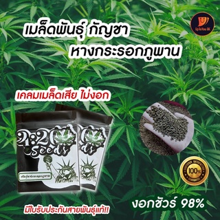 เมล็ดพันธุ์กัญชา เมล็ดละ 1 บาท พันธุ์หางกระรอกไทยภูพาน แท้100% ปลูกง่าย  1ในสายพันธุ์ไทยที่ดีที่สุดในโลก