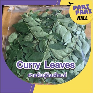 ใบหมุย curry leave สดใหม่จากต้น Fresh curry leaves/ใบแกง/Murraya Koenigii/ใบหอมแขก