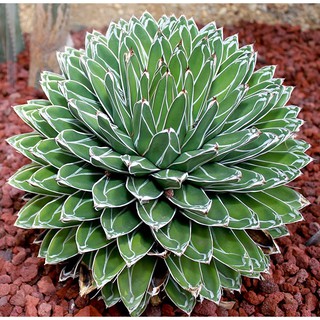 (shijx)Agave victoriae-reginae /อกาเว่ วิคตอเรีย-เรจิน่า ไม้อวบน้ำ Succulents (ไลทอป Lithops แคคตัส)10-12cm