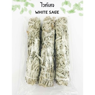 White Sage แคลิฟอร์เนีย ไวท์เสจ ใบไวท์เสจ (California White Sage) ใบจากต้นเสจ ขนาด 8-9 นิ้ว