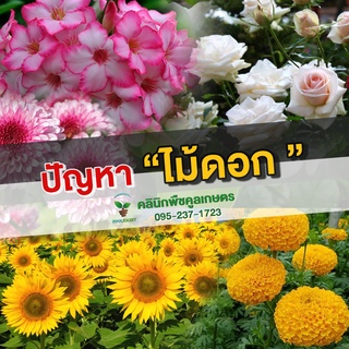 รับปรึกษาปัญหา ไม้ดอก กุหลาบ มะลิ ดาวเรือง กล้วยไม้ ฟรี ไม่มีค่าใช้จ่าย หนอน เพลี้ย ไรง แมลง ราก ดอก ใบ หญ้า คูลเกษตร