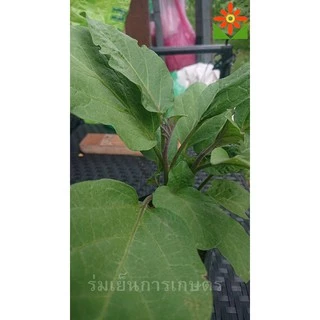 ต้นมะเขือยาว สีม่วง สีเขียว ในถุงเพาะ 5.5 นิ้ว มะเขือยาวม่วง มะเขือยาวเขียว ต้นมะเขือ
