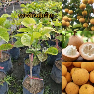 🍊ต้นกระท้อนปุยฝ้าย เนื้อฟู อมเปลี้ยวหวานอร่อย ติดตา