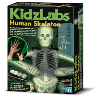 4Mของเล่นจำลองกระดูกมนุษย์ Kidz Labs – Glow Human Skeleton