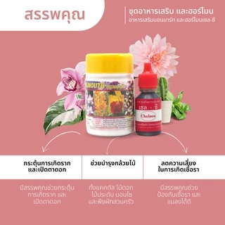 ชุดปุ๋ยบำรุงกล้วยไม้ แคคตัส ไม้ประดับทุกชนิด (บอนมาร์ท และ ฮอร์โมน เชล-ซี)