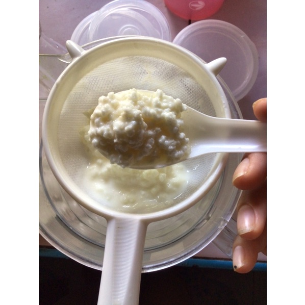 พร้อมส่ง!! คีเฟอร์เกรน สายพันธ์ตุรกี เกรนตุรกี Kefir grain