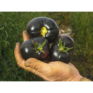 เมล็ด มะเขือเทศแบล็คบิวตี้ - Black Beauty Tomato