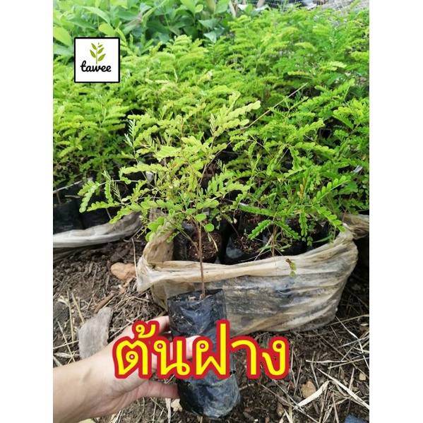 ต้นฝางแดง ไม้โบราณ สมุนไพรบำรุงโลหิต สรรพคุณมาก ต้นฝางแดง ไม้โบราณ สมุนไพรบำรุงโลหิต สรรพคุณมาก